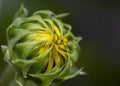 Budding Florida sunflower Royalty Free Stock Photo