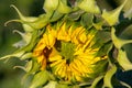 Close-up opening of a young sunflower flower. Royalty Free Stock Photo