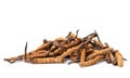 Close up Ophiocordyceps sinensis or mushroom cordycep this is a herbs. Medicinal properties in the treatment of diseases