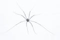 Opiliones Royalty Free Stock Photo