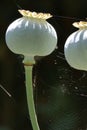 Close-up of Opium Poppy seed heads against a black background with spider\'s web