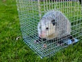 Opossum In A Live Trap