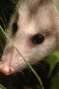 Close up of opossum face