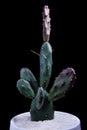 Close up opuntia canterae cactus in planting pot