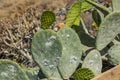 Close-up opuntia ficus-indica or prickly pear also named Cactus Pear, Nopal, higuera, palera, tuna, chumbera with cochineal