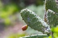 Close-up opuntia ficus-indica or prickly pear, also named Cactus Pear, Nopal, higuera, palera, tuna, chumbera, with cochineal