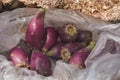 Close up. Opuntia. Juicy purple fruit prickly pears