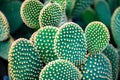 Close up of Opuntia microdasys albispina or bunny ear cactus plant. Detail of yellow and white thorns of opuntia microdasys Royalty Free Stock Photo