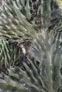 Close-up of Opuntia microdasys angel`s-wings, bunny ears cactus, bunny cactus or polka-dot cactus. Royalty Free Stock Photo