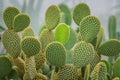 close up on Opuntia microdasys Ã¢â¬â Bunny Ear Cactus one of most popular succulent houseplant Royalty Free Stock Photo