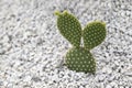 Opuntia Microdasys, Bunny Ear cactus, a succulent plant with small white pebbles in the rock garden. Royalty Free Stock Photo