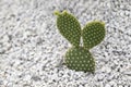 Opuntia Microdasys, Bunny Ear cactus, a succulent plant with small white pebbles in the rock garden.