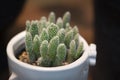 Close-up of Opuntia Microdasys, Bunny Ear cactus in a white potted. Royalty Free Stock Photo