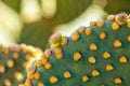 Close up of Opuntia microdasys cactus plant with new buds growing Royalty Free Stock Photo