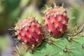 Close up of Opuntia Monacantha pink flowers on cactus plant