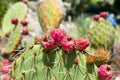 Close up of opuntia red fruits