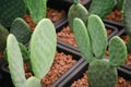 Close-up Opuntia tomentosa cactus grows in flower pots in the store.