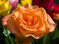 Close-up of an Orangae Hybrid T Rose Royalty Free Stock Photo