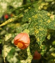 Orange Abutilon pictum thompsonii flower Royalty Free Stock Photo