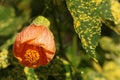 Orange Abutilon pictum thompsonii flower Royalty Free Stock Photo