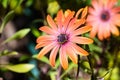 Close up of Orange African Daisy Royalty Free Stock Photo