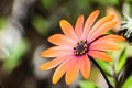 Close up of Orange African Daisy Royalty Free Stock Photo