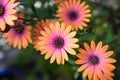 Close up of Orange African Daisy Osteospermum Royalty Free Stock Photo