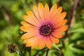 Close up of Orange African Daisy Osteospermum Royalty Free Stock Photo