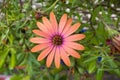 Close up of Orange African Daisy Osteospermum Royalty Free Stock Photo