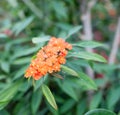 Close-up of orange ascocentrum orchid in the Royalty Free Stock Photo