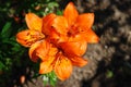 A close up of orange asiatic lilies of the Ã¢â¬ËOrange PixieÃ¢â¬â¢ variety in dew in the garden Royalty Free Stock Photo