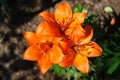 A close up of orange asiatic lilies of the Ã¢â¬ËOrange PixieÃ¢â¬â¢ variety in the garden Royalty Free Stock Photo