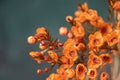 Close-up of orange Australian wintersweet on dark background Royalty Free Stock Photo