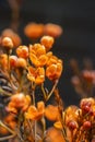 Close-up of orange Australian wintersweet on dark background Royalty Free Stock Photo