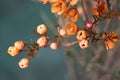 Close-up of orange Australian wintersweet on dark background Royalty Free Stock Photo