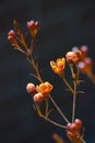 Close-up of orange Australian wintersweet on dark background Royalty Free Stock Photo