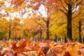 Close up of the orange autumn leaves on the ground. Royalty Free Stock Photo