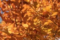 Close up of orange autumn leaves