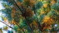 Close-up of orange autumn old pine needles of Japanese pine Pinus parviflora Glauca with brown pine cones.