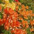 Close-up of orange Azalea mollis flowers