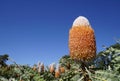 close up of a orange Banksia flower Royalty Free Stock Photo