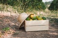 Close-Up of an Orange in a Basket With Straw Hat at Organic Farm, Agriculturist Occupation , Agriculture and Harvesting Concept