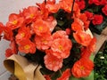 Close-up of orange begonia flowers