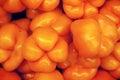 Close-up of orange bell pepper Royalty Free Stock Photo
