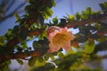 Close up on orange bell-shaped blossom of flowering calabash tree