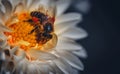 Close-up of an orange and black bee perched atop a white flower collecting nectar Royalty Free Stock Photo