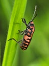 Close-up of orange-black bug on wildflower bud, striking macro of insect with vibrant pattern on green background Royalty Free Stock Photo