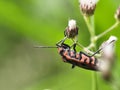 Close-up of orange-black bug on wildflower bud, striking macro of insect with vibrant pattern on green background Royalty Free Stock Photo