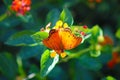 Close up of an orange and black butterfly on a flower with a lush green background