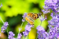 Close up of orange and black butterfly Nymphalis polychloros on lilac lavender flower with blurred green background Royalty Free Stock Photo